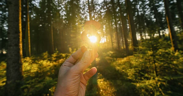 Hand Houdt Paragraaf Teken Naar Zon Een Bos Symbool Van — Stockfoto