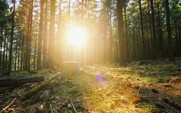 森の中で輝く陽射し — ストック写真