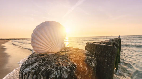 Shell Una Spiaggia Sabbiosa Tramonto — Foto Stock