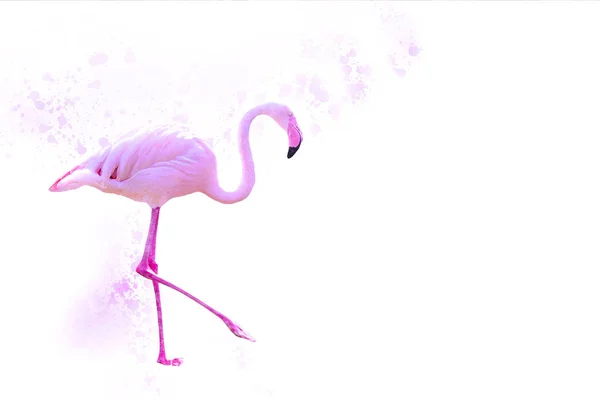 Beyaz arka planda güzel pembe flamingo.