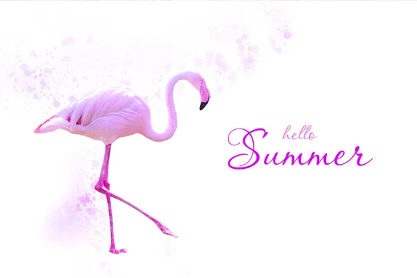 Beyaz arka planda güzel pembe flamingo. Merhaba yaz