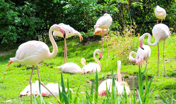 Glade ile yeşil çim flamingolar kalan Grup