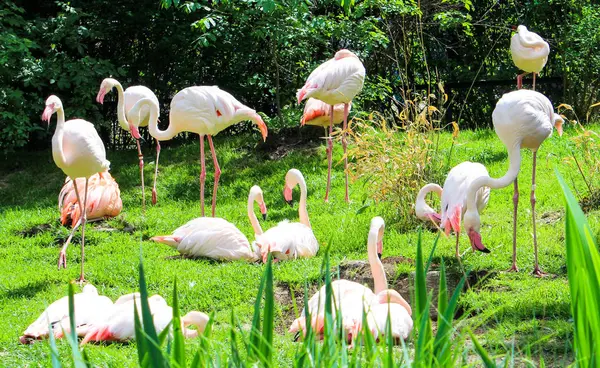 Glade ile yeşil çim flamingolar kalan Grup