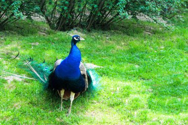 Bahçedeki tavus kuşu