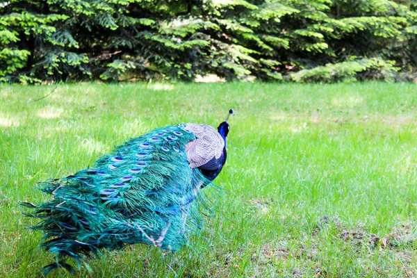 Bahçedeki tavus kuşu