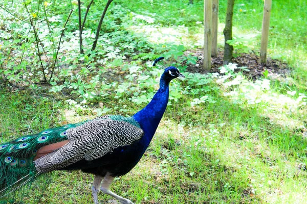 Bahçedeki tavus kuşu