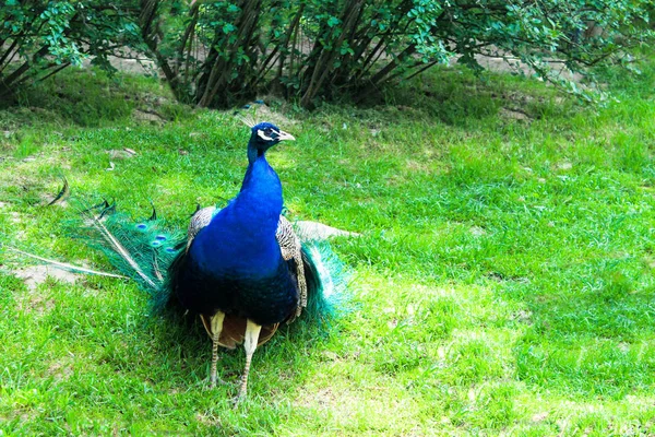 Bahçedeki tavus kuşu