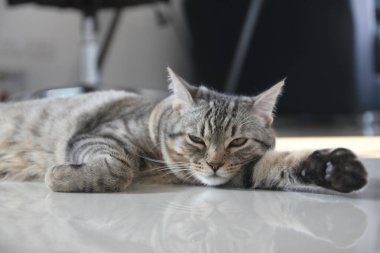 Kedi yavrusu Amerikan kısa havası uyuyor. Çok mutlu..