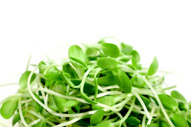 Beyaz arka planda yeşil, genç ayçiçeği filizleri.