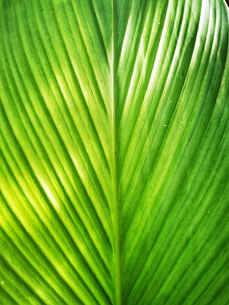 Close Green Leaf Texture Background Зеленые Обои — стоковое фото