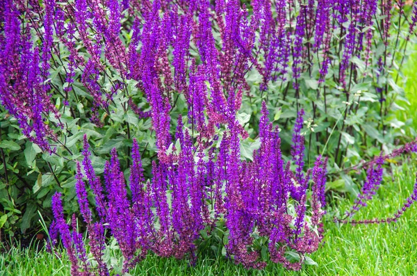 Purple  garden sage