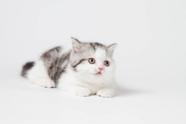 Beyaz bir arka plan üzerinde yalan şirin yavru kedi