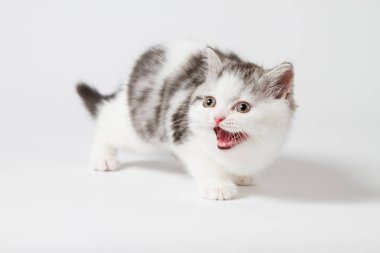 İskoç tabby yavru kedi beyaz arka planda, safkan yavru kedi. 