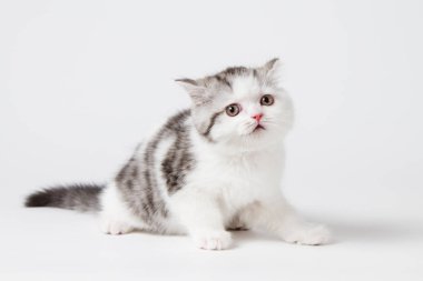 Beyaz bir arka plan üzerinde oturan kedi