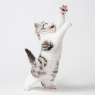 yavru kedi beyaz bir arka plan üzerinde çalış