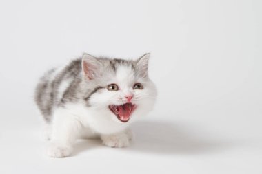 İskoç tabby yavru kedi ADGG sesler safkan yavru kedi.