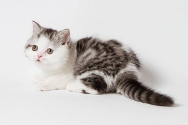 Beyaz bir arka plan üzerinde yalan şirin yavru kedi
