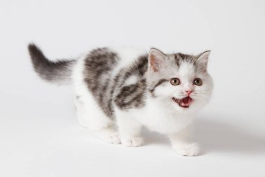 Beyaz bir arka plan üzerinde yürüme yavru kedi