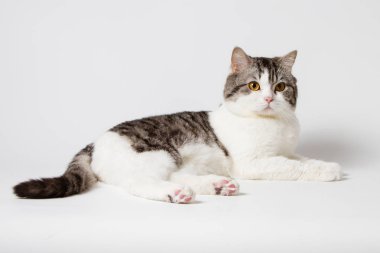 Beyaz arka plan üzerinde yalan İskoç düz kedi bı-renk portresi benekli