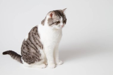 Beyaz arka plan üzerinde oturan İskoç düz kedi bı-renk portresi benekli