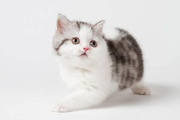 Schotse Tabby Kitten Witte Achtergrond Rasechte Kitten — Stockfoto