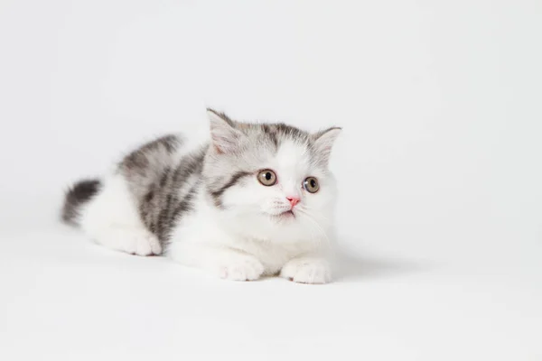 Roztomilé Kotě Ležící Bílém Pozadí — Stock fotografie