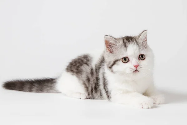 바탕에 귀여운 고양이 — 스톡 사진