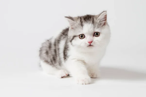 Gatito Tabby Escocés Sentado Sobre Fondo Blanco —  Fotos de Stock