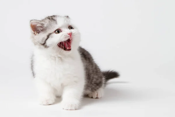 Gattino Miagola Grida Uno Sfondo Bianco — Foto Stock