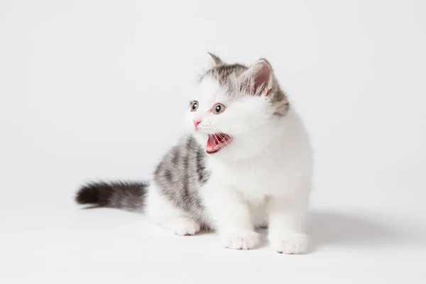 Escocês Tabby Gatinho Meows Gritos — Fotografia de Stock