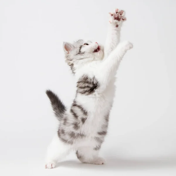 yavru kedi beyaz bir arka plan üzerinde çalış