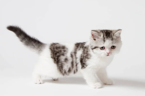 Aranyos Kis Cica Gyaloglás Egy Fehér Háttér — Stock Fotó
