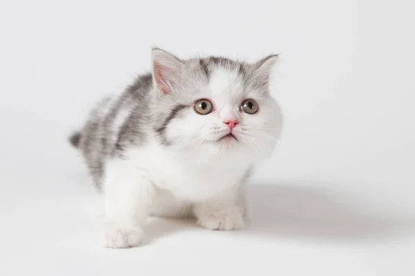 Cute Kitten Standing White Background — Stock Photo, Image