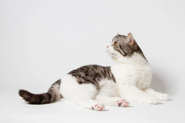 Портрет Шотландський Прямі Кішка Біколор Лежав Білому Тлі — стокове фото