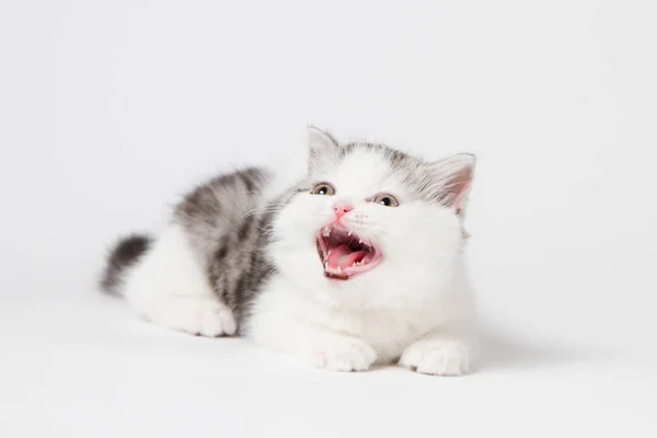 Skotský Tříbarevné Kotě Meows Výkřiky — Stock fotografie