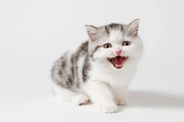 Das Kätzchen Miaut Schreit lizenzfreie Stockfotos
