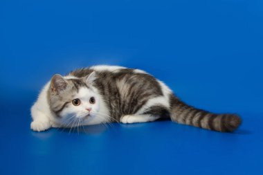     Mavi arka plan üzerinde oynarken İskoç düz yavru kedi portresi 