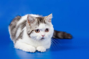     Mavi arka plan üzerinde yalan İskoç düz yavru kedi portresi 