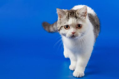     Mavi arka plan üzerinde yürüme İskoç düz yavru kedi portresi 
