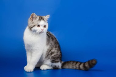    Mavi arka plan üzerinde oturan İskoç düz yavru kedi portresi 