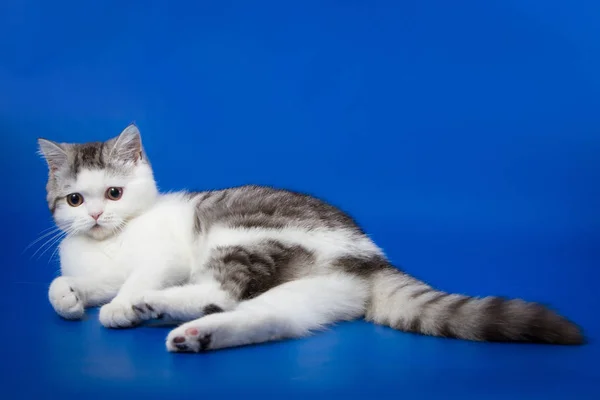 Portrait Scottish Straight Kitten Lying Blue Background — Stock Photo, Image