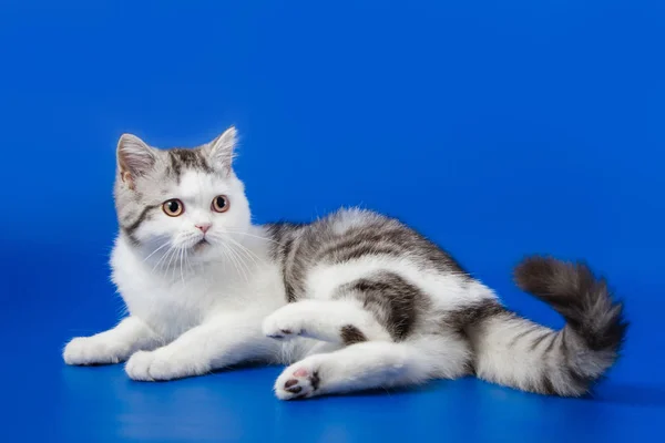 Retrato Gatito Hetero Escocés Acostado Sobre Fondo Azul — Foto de Stock