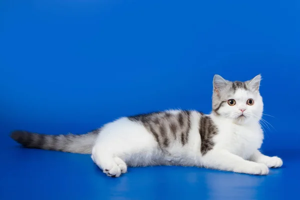 Porträt Eines Schottischen Kätzchens Auf Blauem Hintergrund — Stockfoto