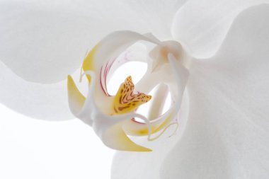 Beyaz arka plan üzerinde izole orkide yakın çekim