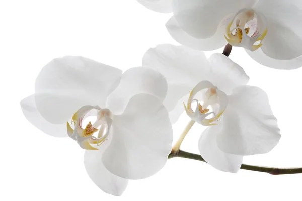 Orquídea Branca Isolada Sobre Fundo Branco — Fotografia de Stock