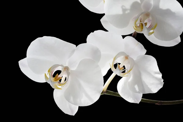 Orquídea Branca Isolada Fundo Preto — Fotografia de Stock