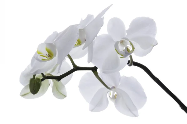 Flores Orquídea Blanca Aisladas Con Parche Recorte Sobre Fondo Blanco — Foto de Stock