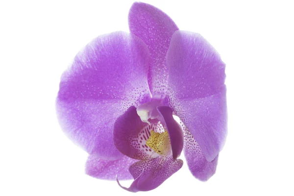 Flor Orquídea Rosa Isolada Com Clipping Patch Fundo Branco — Fotografia de Stock
