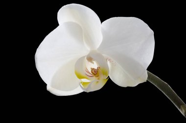 Beyaz siyah arka plan üzerinde kırpma yama ile izole orkide