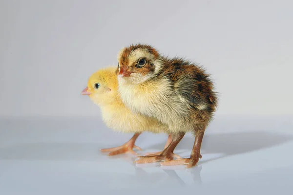 Quail Chicks — Stock Photo, Image